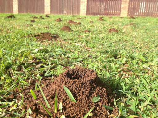 ¿Cómo eliminar las hormigas del jardín?