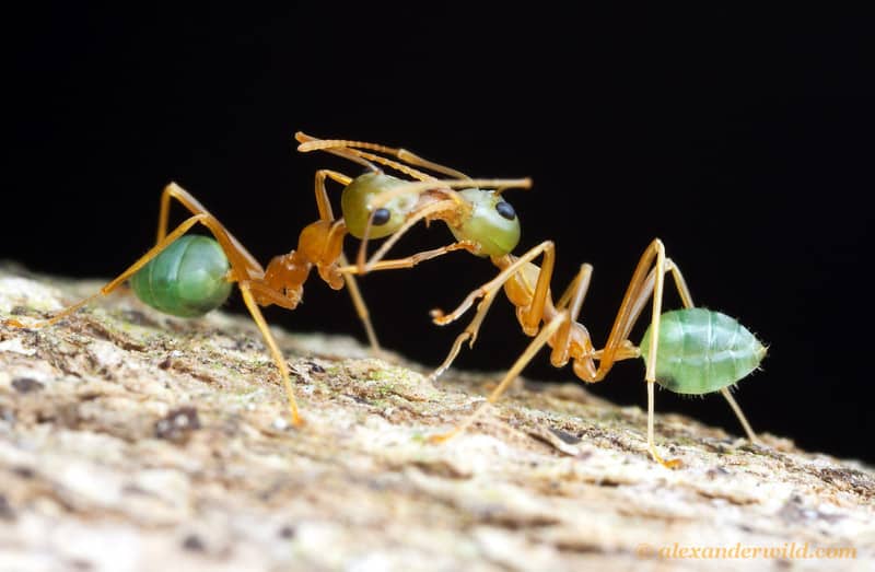 Hormigas verdes