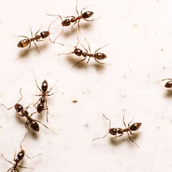 Hormigas argentinas